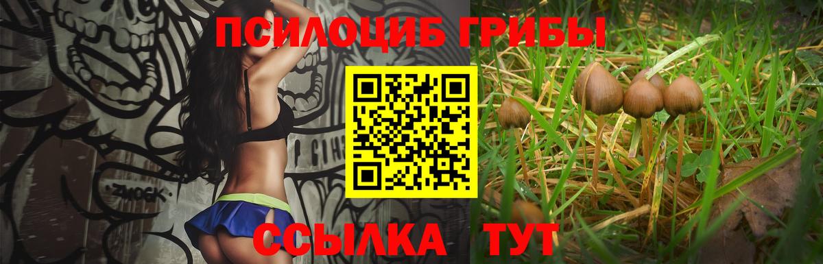 Галлюциногенные грибы Psilocybine cubensis Кулебаки